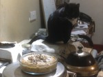 cat on aga and baking