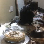cat on aga and baking