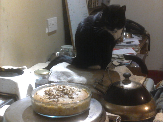 cat on Aga stove watching baking