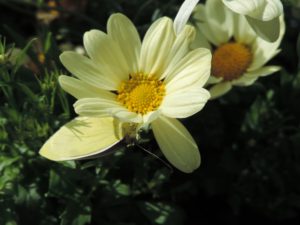 butterfly on daisy