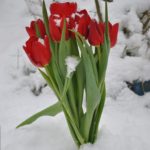 red tulips in snow