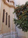 orange tree and church