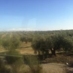 olive groves